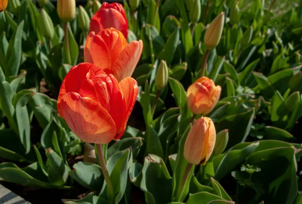 Pole Tulipanów Spod Ziemi Kwiaty Parku Miejskim — Zdjęcie stockowe