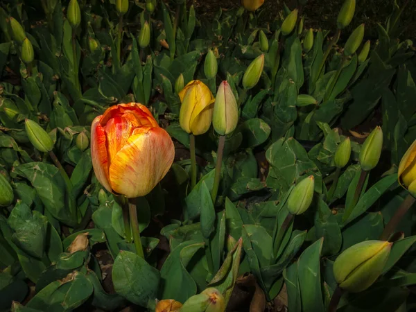 Pole Tulipanów Spod Ziemi Kwiaty Parku Miejskim — Zdjęcie stockowe