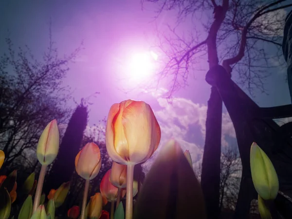 Tulipany Parku Miejskim — Zdjęcie stockowe