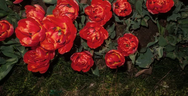 Tulpenveld Van Onderen Bloemen Donkere Grond — Stockfoto