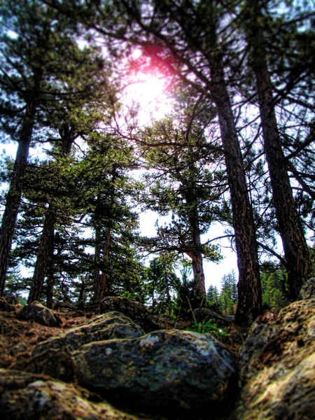 Güneş Işınları Ormandaki Ağaçların Yapraklarını Delip Geçiyor — Stok fotoğraf