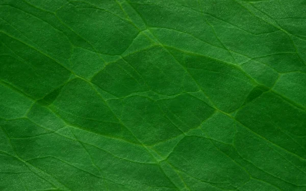 Текстурированный Лист Растения Природный Экологический Фон — стоковое фото