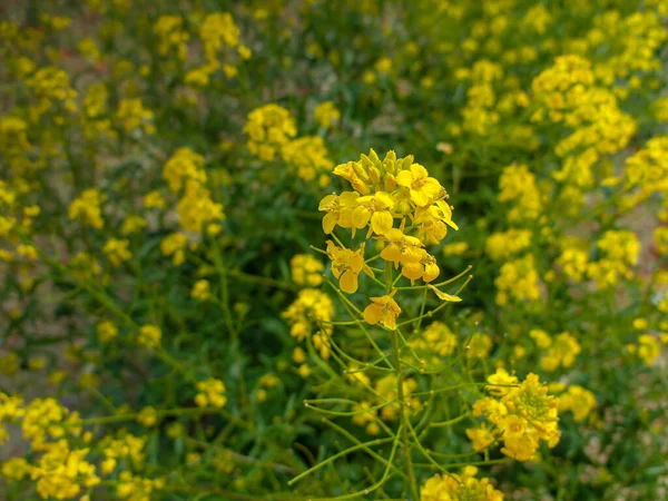 Kvetoucí Žlutá Květina Zeleném Poli Travnaté Zelené Pole Pampeliškami Zelená — Stock fotografie