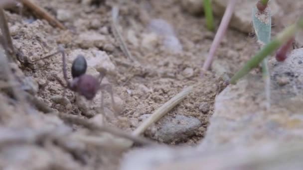 Vídeo Macro Cámara Lenta Dos Hormigas Entran Agujero Macro Vida — Vídeos de Stock