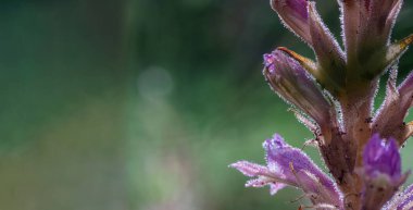 Sonbahar ışıklarıyla kurumuş bitki ormanı renkleri. Yumuşak seçici odak, ışıltılı bokeh. Orobanche ergenleri. Koyu mavi arkaplan.