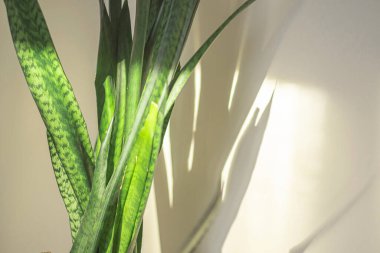 Sansevieria bitki yaprakları, yaprakların gölgesi duvara düşer. Öğleden sonra güneş parlıyor..
