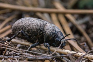 Tentyria tessulata. Büyük siyah bir böcek olan Pimelia Capito 'nun makrofotografı kabuğunda bir göçükle yerde sürünüyor..