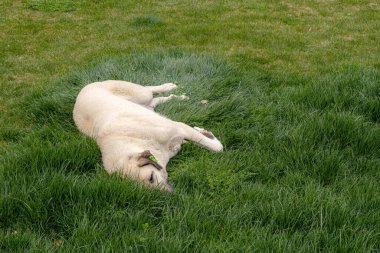  Köpek yeşil çimlerin üzerinde uzanıyor. Çimenli bir tarlada yatan bir golden retriever. Evcil memeli varlığı sahneye sıcaklık ve rahatlık getirir..