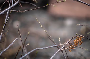 Yapraksız ağaç dalları. Dallara seçici odaklanma, bulanık arka plan. Melankolik sonbahar kavramı.