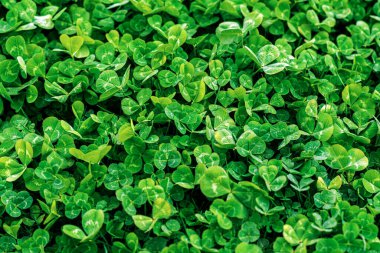 Yabani yonca çim dokusu. Ormandaki soyut doğal yapraklar, fotokopi alanı, üst manzara.