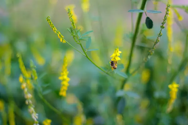 蜂群降落在绿色花园中的一个淡黄的草皮上 背景模糊 蜂群纷飞 — 图库照片