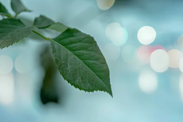 Kışın Yeşil Yapraklar Bokeh Efektli Makro Fotoğraf — Stok fotoğraf