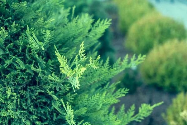 Зеленые Листья Сосны Размытом Фоне Концепции Окружающей Среды Зеленые Листья — стоковое фото