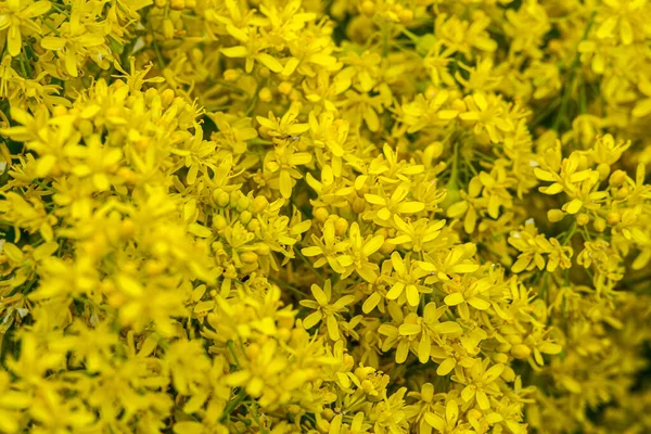 Isatis Tinctoria Brassicaceae Žluté Květy Pozadí — Stock fotografie