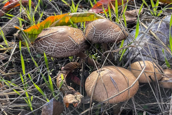 Wild mushroom. Edible mushrooms in a forest. Turkey tail mushrooms in the wilderness. Wild medicinal mushrooms in the forest.
