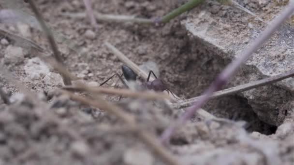 Mravenec Vstupuje Díry Anthill Život Uhd Makro Videu — Stock video
