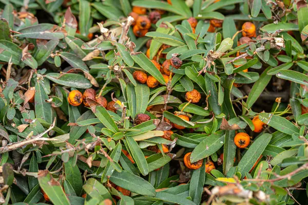 stock image Wild berries, dried cranberries plant on the branch. Organic food photo.