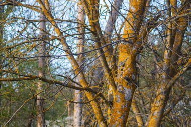 Sarı yapraklı ve kahverengi kabuklu bir ağaç. Ağaç diğer ağaçlarla çevrilidir ve birkaç dalları açıktır.