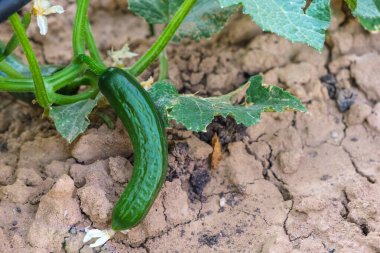 Bahçedeki sarmaşıkta yetişen taze yeşil bir salatalığın yakın çekimi. Organik tarım ve doğal üretimin altını çizmek.
