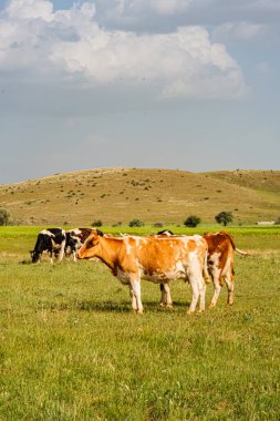 Bir inek sürüsü bir tarlada otluyor. İnekler kahverengi ve beyazdır ve çimenli bir arazide dururlar..