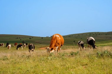 Yeşil bir tarlada otlayan bir inek sürüsü. Görüntü huzur ve sükunet hissi veriyor..
