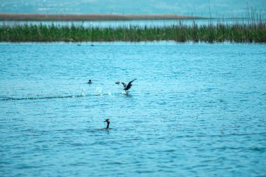 Su kuşlarının hareketsiz olduğu sakin bir göl manzarası, bazıları sakince yüzüyor ve biri uçuyor, su yüzeyinde dalgalanmalar yaratıyor. Huzurlu manzara, su kenarındaki doğanın sakinliğini yansıtır. Seçici odak.