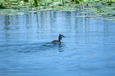 Büyük ibikli Podiceps kristali. Gölde yüzen bir kuş. Nilüfer yaprakları ileride bulanık görünüyor. Seçici odak