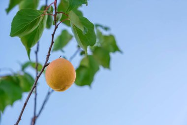 Dalın üzerinde olgun kayısı meyvesi var. Meyve bahçesinde hasat zamanı. Sağlıklı gıda ve vitamin kavramı. Seçici odak