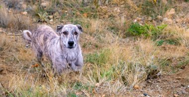 Brindle kaplı vahşi köpek kuru otlar ve seyrek bitki örtüsü arasında tetikte duruyor. Onun dikkatli bakışları ve doğal kamuflajı çevresindeki toprak tonlarıyla kusursuz bir şekilde harmanlanır..