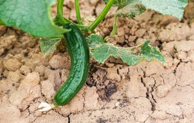 Toprakta yetişen taze salatalık. Toplanan yeşil salatalık. Bahçede. Doğal ve sağlıklı yiyecekler..