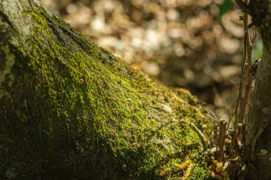 Yakından bakınca ağaç kabuğunda büyüyen canlı yeşil yosunlar görülüyor. Yumuşak odak arka planı orman ortamının sükunetini arttırır..