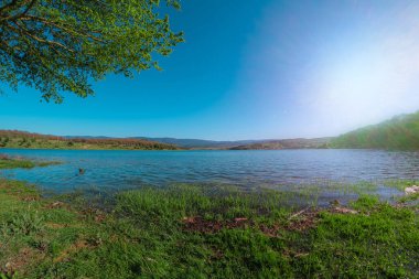Etrafı yemyeşil ve sıcak güneşle çevrili sakin bir göl. Berrak mavi gökyüzü ile resmedilmiş bir gölün panoramik manzarası.