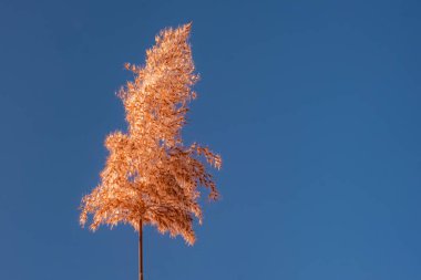 Tek bir uzun çimen sapı açık mavi gökyüzüne karşı duruyor ve narin altın renklerini sergiliyor. Sahnenin basitliği ve zarafeti, doğanın güzelliği için bir sükunet ve takdir hissi uyandırıyor..