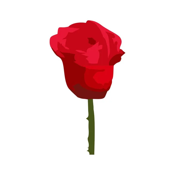 Röd Ros Blomma Vit Bakgrund — Stock vektor