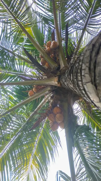 coconut palm tree with coconut leaves