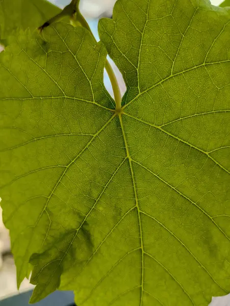 Yaprağın kapağını kapat