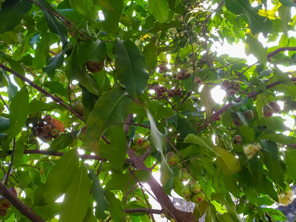 bir ağacın yeşil yaprakları