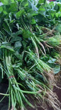 arkaplan için yeşil yaprakları ve bitkileri kapat