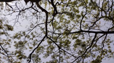 Ağaç dalları, bitki örtüsü.