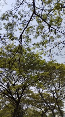 Ağaç dalları, doğa bitki örtüsü.