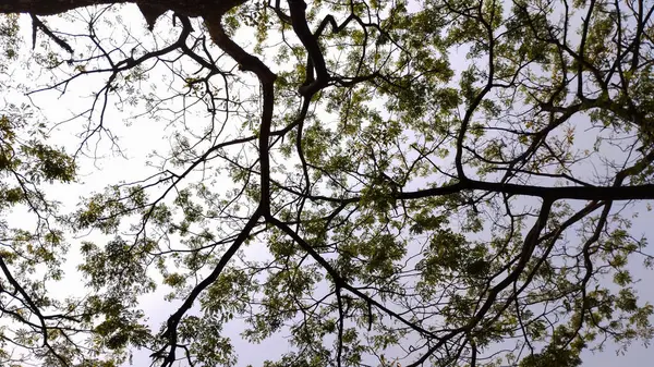 Ağaç dalları, bitki örtüsü.