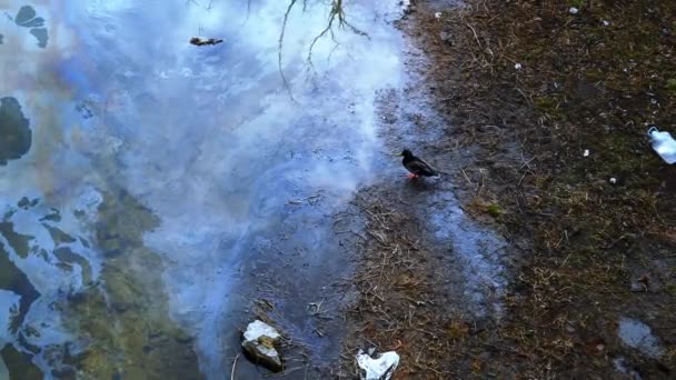 含油鸭饮料污渍的河水中的生态污染溢油污染了河流动物的水 使其成为有害的人类活动的受害者 对环境造成破坏 — 图库视频影像