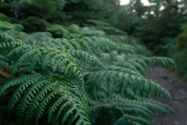Yeşil eğreltiotları, sakin bir ormanın tenha bir patikasının yanında güzellikle açılır. Gün alacakaranlığa doğru yavaşça ilerlerken, huzur dolu büyüleyici bir atmosfer yaratır..