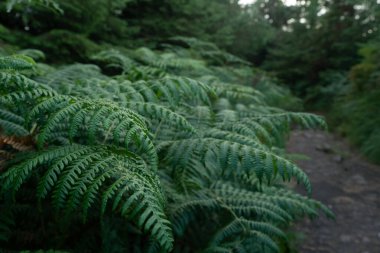 Yeşil eğreltiotları, sakin bir ormanın tenha bir patikasının yanında güzellikle açılır. Gün alacakaranlığa doğru yavaşça ilerlerken, huzur dolu büyüleyici bir atmosfer yaratır..