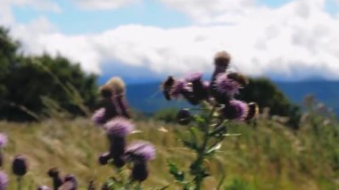 Huzurlu bir çayırda, arılar renkli devedikeni çiçeklerinin arasında dans eder, güneşli günün tadını çıkarırlar. Arka planda tüylü bulutlarla çarpıcı bir gökyüzü var, sakin bir atmosfer yaratıyor..