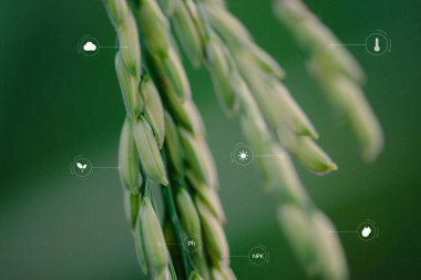 Bitki büyümesi, doğru miktarda besin, organik madde ve pH içeren topraktan oluşan bir ortam gerektirir. Ayrıca, yeterli su, hava, sıcaklık ve güneş ışığı olmalı..