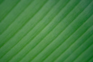 Muz yaprak çizgilerini kapat soyut desen ve arkaplan