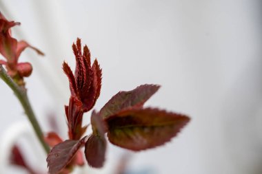 Taze kırmızı yaprak Makro fotoğrafçılığı kapat.