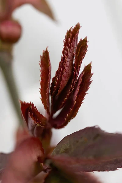 stock image Fresh red leaf close up Macro photography.