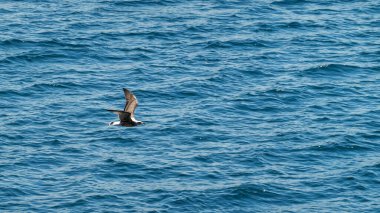 Martı hindinin içinde deniz suyunun üzerinde yüzüyor. 
